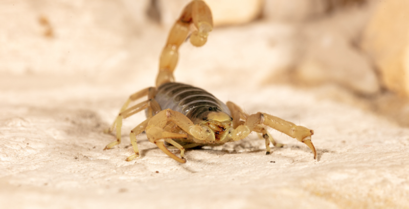 Scorpion Stings and Business Things: Keep Your Business Bug-Free